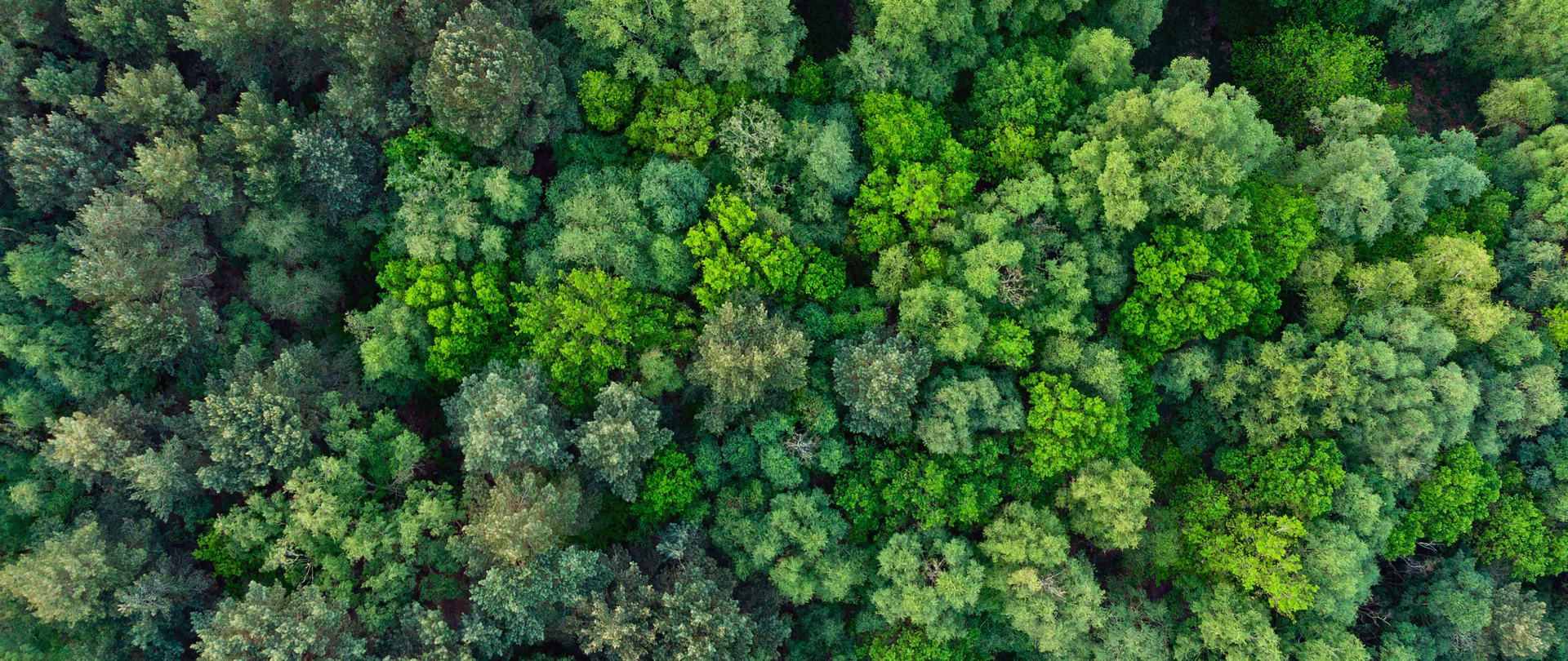 Aerial shot of tree foliage looking down